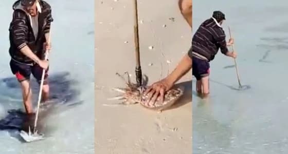 بالفيديو.. لحظات اصطياد حبار من البحر