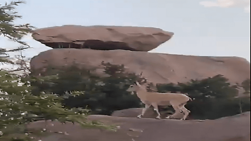 شاهد.. تجول الوعول في متنزه الأمير سلطان بعسير