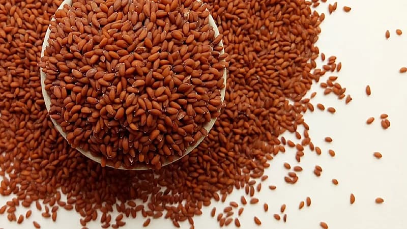 تحذير لمرضى القلب من حَب الرشاد