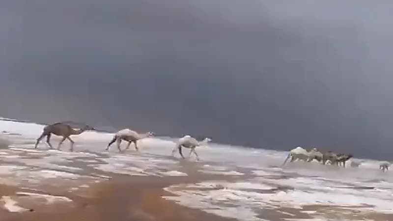 مشهد مذهل للإبل بين الضباب والثلوج في تبوك 