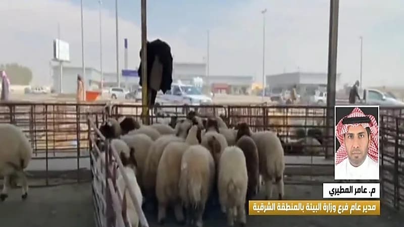 "مسؤول": منع بيع المواشي بالسيارات لمكافحة التستر التجاري