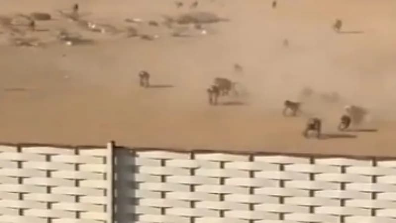 شاهد.. معركة بين مجموعتين من القرود في رجال ألمع