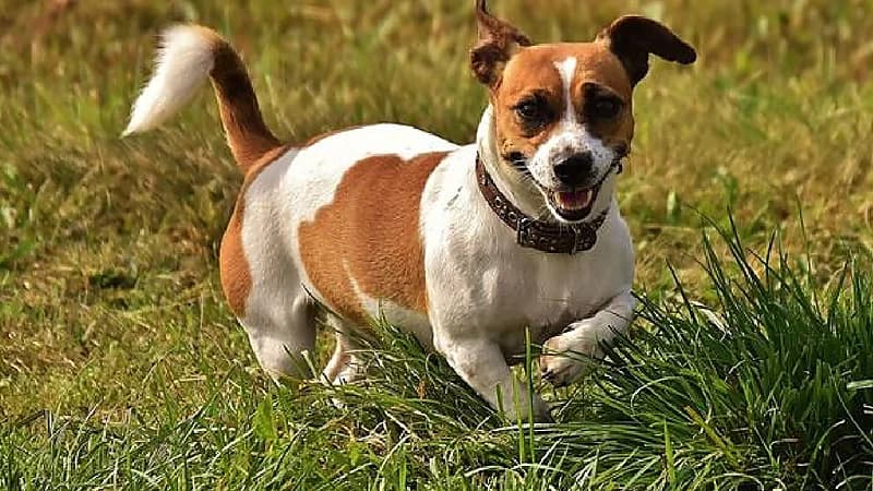 كلبة تنقض على أسد لإنقاذ صاحبتها