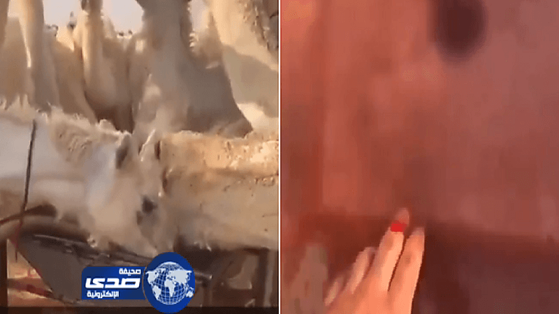 بالفيديو.."بن حثلين" يرد على فيديو لأشخاص يلوثون مياه شرب الإبل بدمائهم