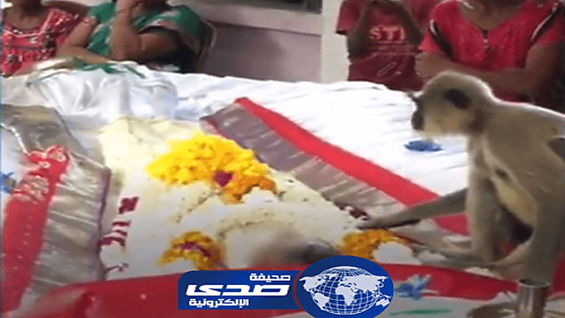 بالفيديو.. قرد يودع صاحبه المتوفي بحركات مؤثرة