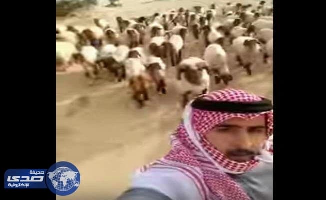 بالفيديو.. خروف ينهي فرحة صاحبة بإلتقاط سيلفي مع الأغنام