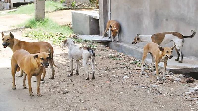 أمانة القصيم تتخذ إجراءات لمكافحة الكلاب الضالة التي ظهرت بأحد أحياء بريدة