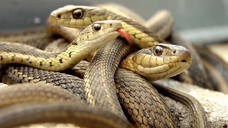 سيدة تتفاجئ بوجود 18 ثعبانًا تحت سريرها
