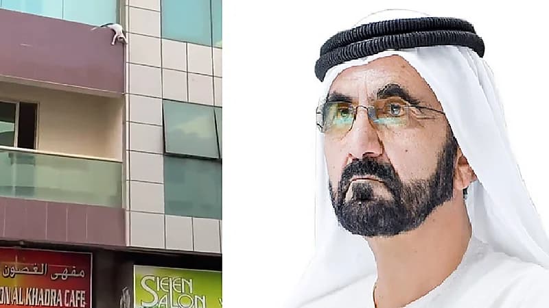 مقطع فيديو لإنقاذ قطة يخطف أنظار "حاكم دبي" ويدفعه للبحث عن أبطاله