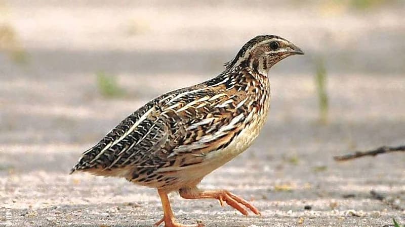 "تنمية الحياة الفطرية" توضح الفترة المتاح صيد "السمان" فيها داخل المملكة