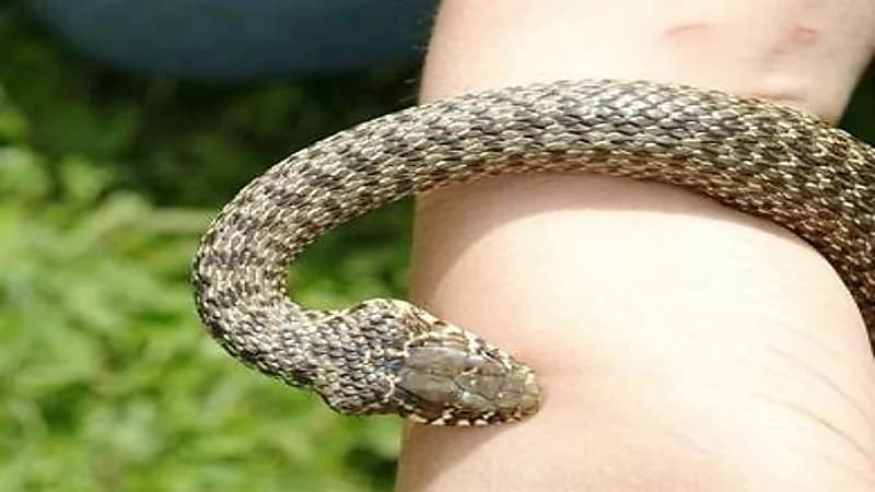  شاهد.. ثعبان سام يلدغ شاب أثناء اللهو معه وسط الشارع 