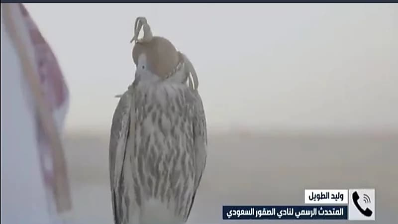 بالفيديو.. متحدث نادي الصقور  يوضح الفئات المستحدثة في مهرجان الملك عبدالعزيز للصقور 2022