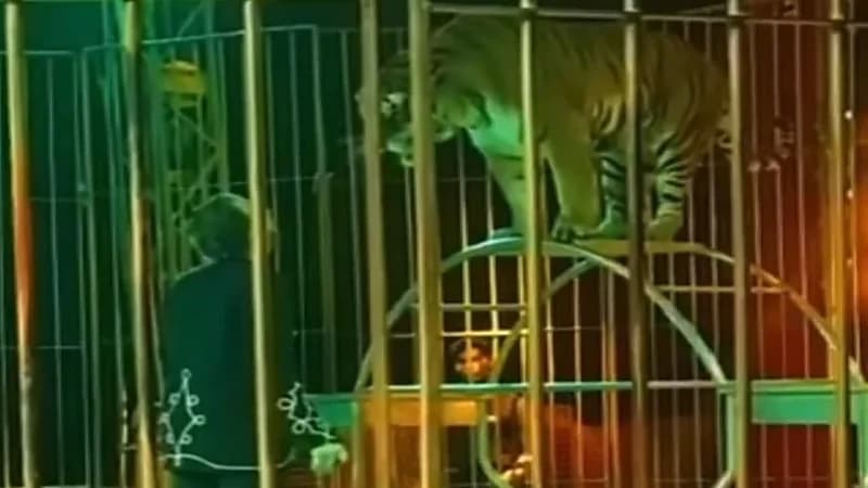 شاهد.. نمر ينقض على مدربه ويصيبه بجروح خطيرة 