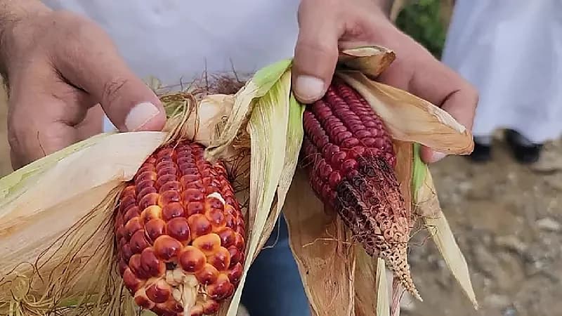 مواطن ينجح في إنتاج ذرة بعدة ألوان في جازان