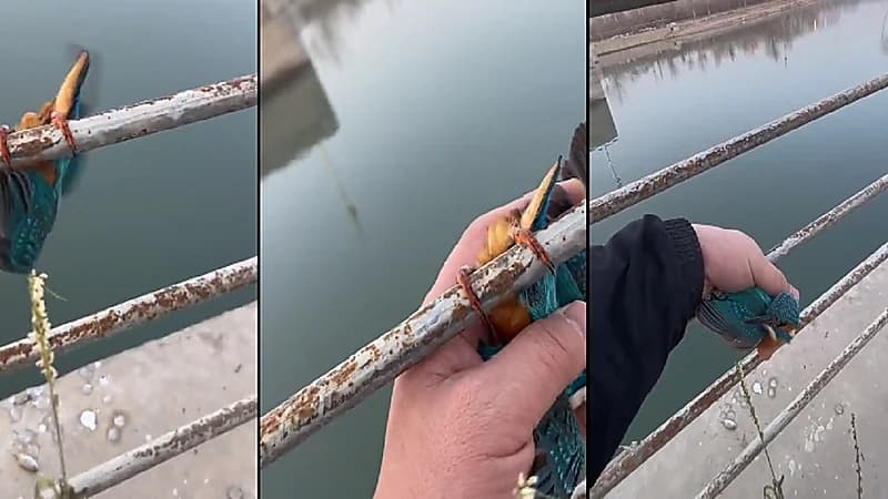 بالفيديو .. لحظة إنقاذ طائر تجمدت أرجله على قضيب حديدي