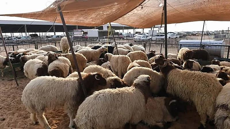 قواعد جديدة لأسواق النفع العام ستطبق قريبا 