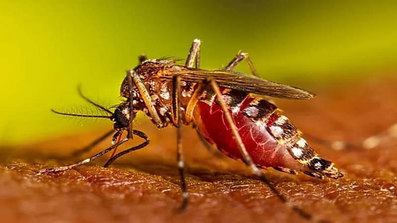 "الصحة العالمية": التغير المناخي يتسبب في تفشي حمى الضنك وشيكونغونيا