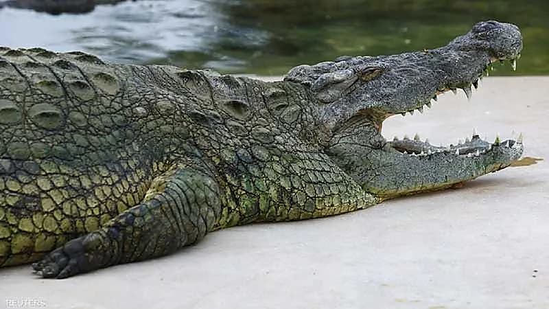 غواص ينجو بأعجوبة من فكي تمساح