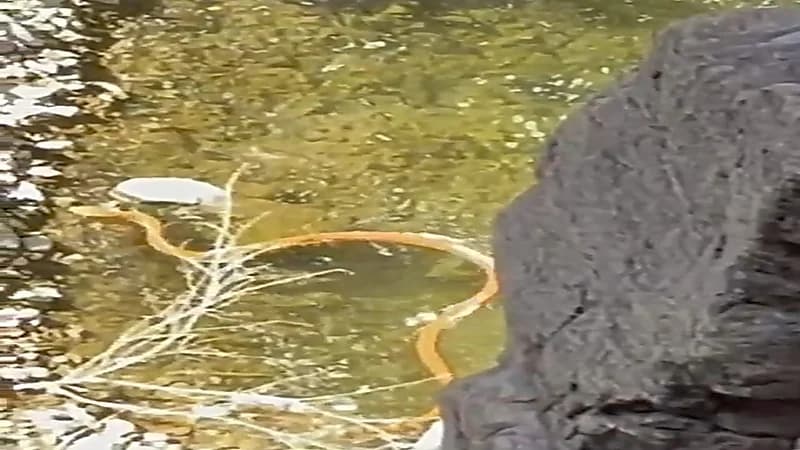 أشرس الثعابين السامة.. ما لا تعرفه عن ثعبان الكوبرا العربية.. فيديو