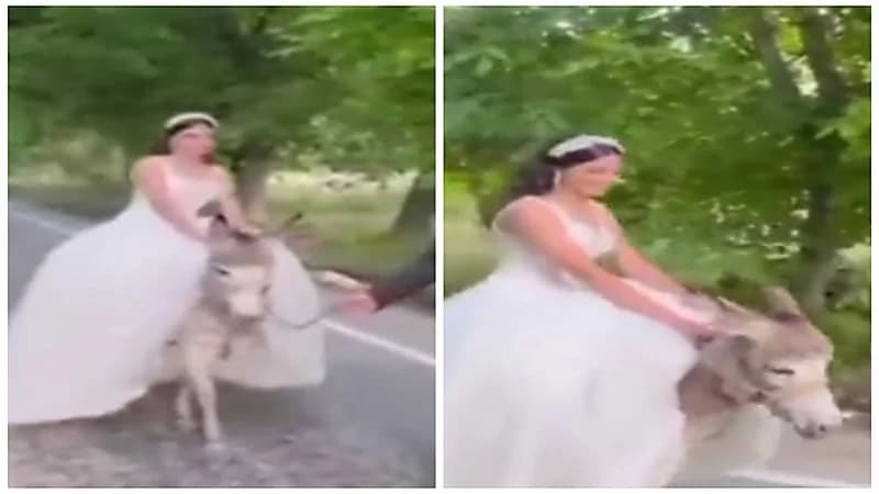 مشهد طريف لعروس تُزف على حمار.. فيديو