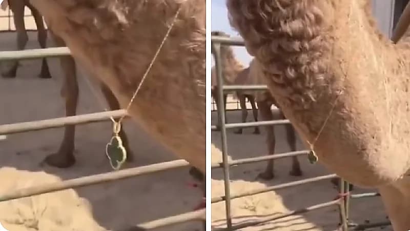 شخص يشتري سلسال ڤان كليف بـ 28 ألف ريال لناقته .. فيديو