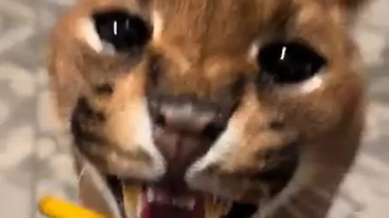 شخص يربي "الوشق" داخل منزله