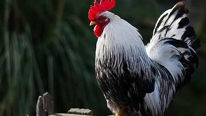 رجل يلجأ للقضاء بسبب ديك