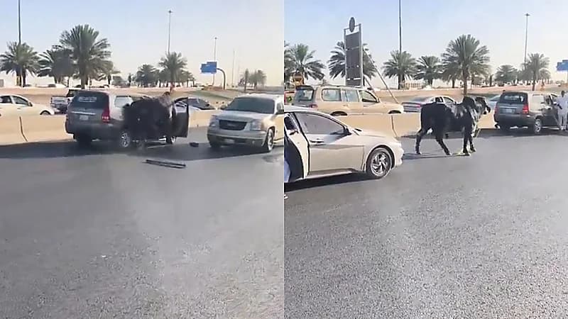 ثور هارب يطارد المارة والسيارت على الطريق بالرياض .. فيديو