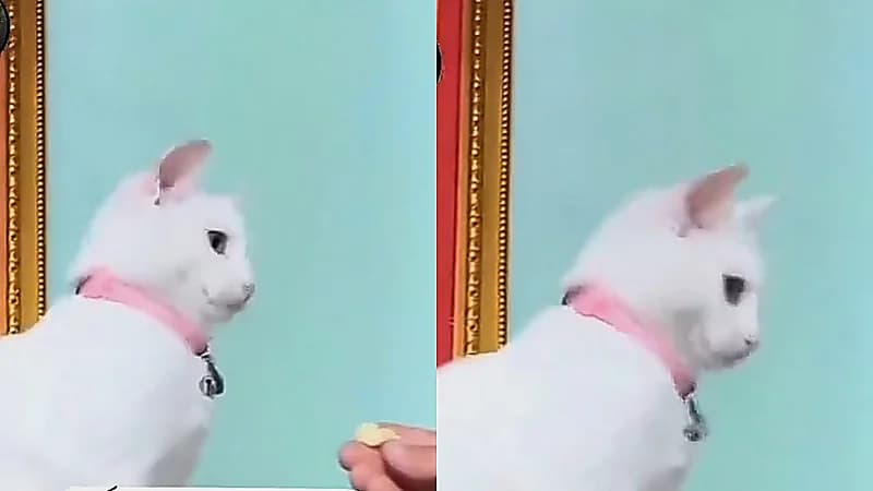 قطة ترفض الأشياء بطريقة طريفة بعدما عاشت مع عائلة هندية .. فيديو