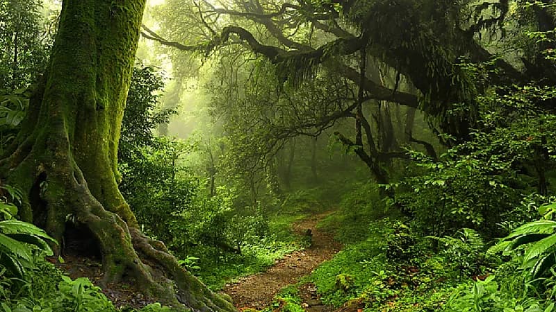 اكتشاف غابة عمرها 53 مليون سنة في القطب الجنوبي