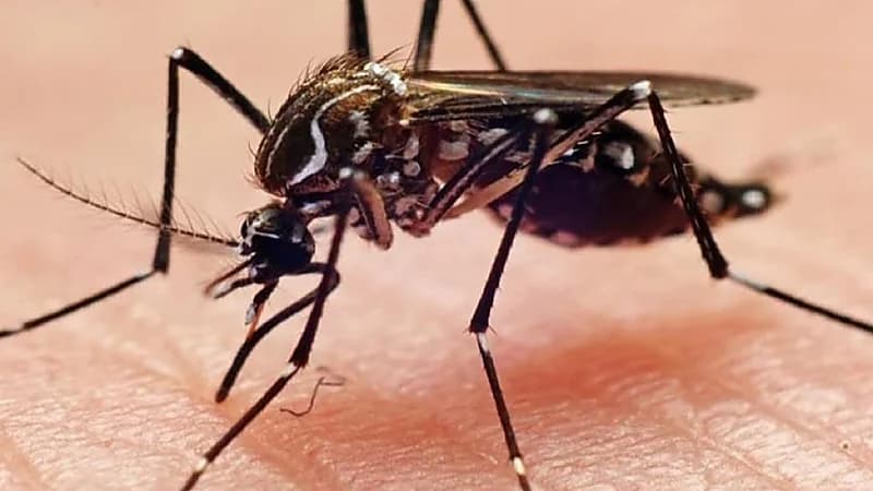 الفلبين ترصد جائزة مقابل صيد البعوض