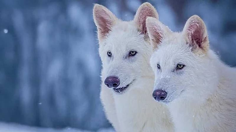 علماء يستنسخون ذئابا عملاقة انقرضت منذ آلاف السنين