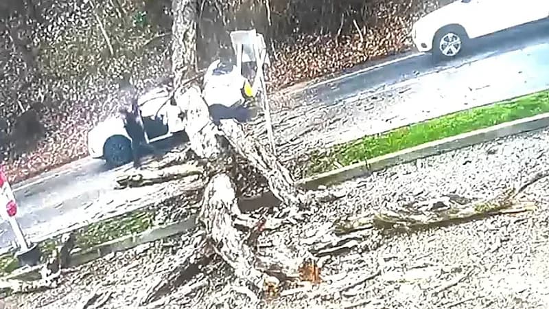 سيدة تنجو بأعجوبة بعد سقوط شجرة ضخمة على سيارتها .. فيديو