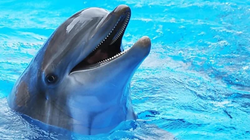 غوغل تطور نموذجًا ذكياً للتواصل مع الدلافين وفهم لغتها