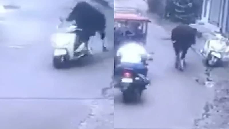 ثور "مشاكس" يسرق دراجة نارية في الهند.. فيديو