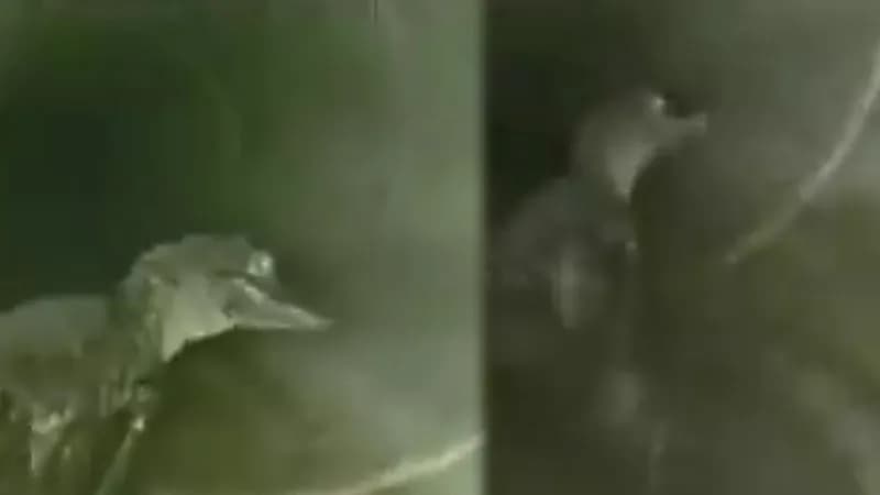 تمساح يفاجئ عمالاً داخل أنبوب صرف صحي.. فيديو