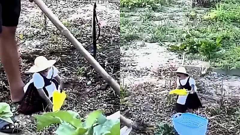 مزارع صيني يحقق شهرة واسعة بفضل قردته الأنيقة ومهاراتها في الحصاد .. فيديو