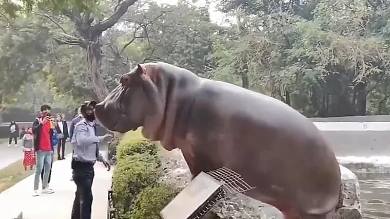 شجاعة حارس أمن تمنع فرس نهر من الهروب في حديقة الحيوانات .. فيديو