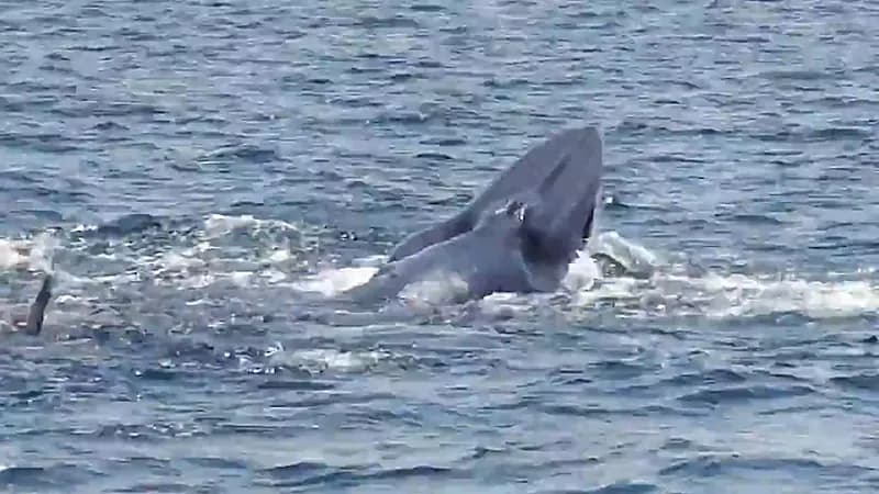 رصد حوت بريدي قرب جزيرة كيره في محمية جزر فرسان