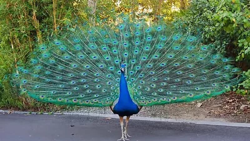 سرقة عشرات الطواويس من فندق تاريخي