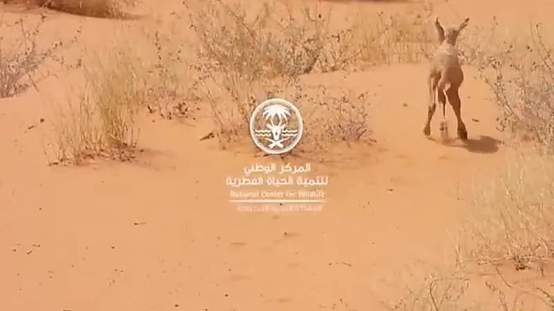 ولادة مها عربي في محمية عروق بني معارض خلال فصل الصيف.. فيديو