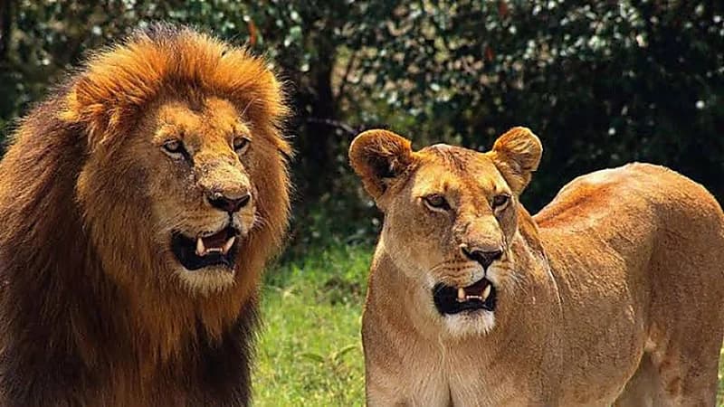 "لبؤة" تنهي حياة حارسها لتهرب مع أسد