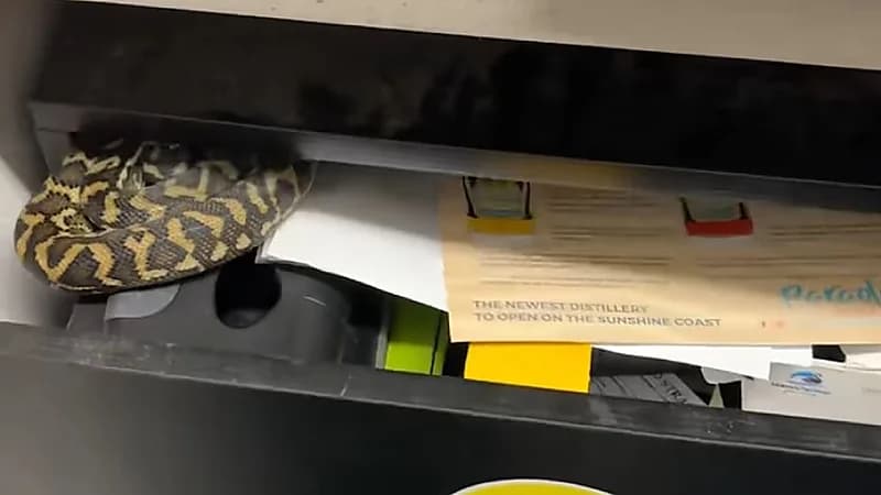 قيلولة لثعبان مختبأ في الدُّرج تثير رعب الموظفين .. فيديو