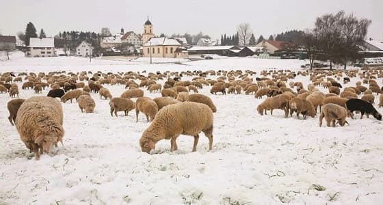 ويخلق ما لا تعلمون.. الأغنام ترعى فوق الجليد