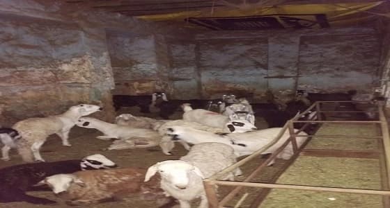 بالصور.. إغلاق مسلخ عشوائي داخل بيت شعبي بالدمام