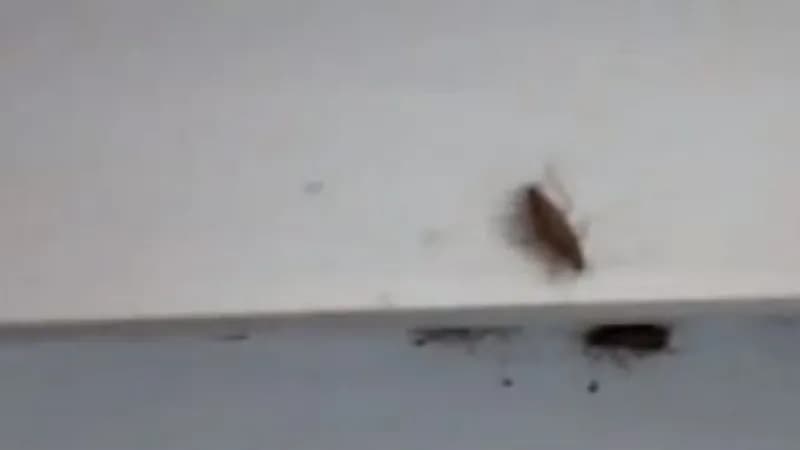 بلاغ لوزارة الصحة بسبب ظهور حشرات بأحد المستشفيات العامة