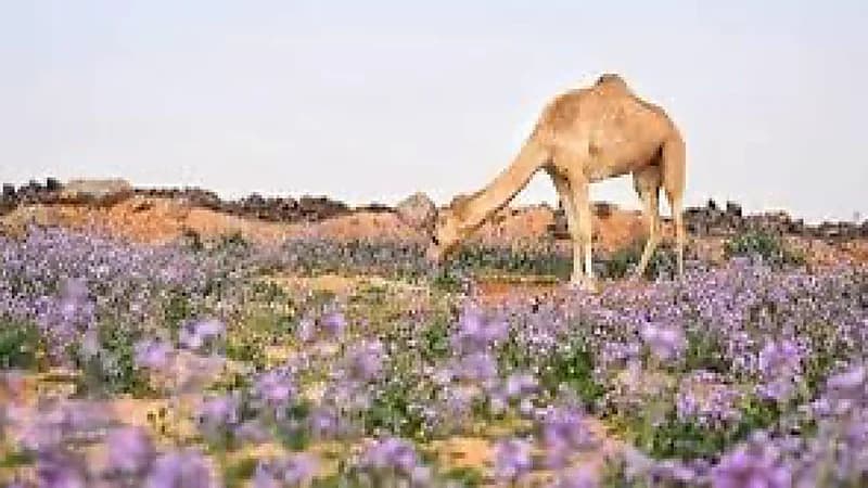 المسند: بقي على الحميمين والربيع 18 يومًا