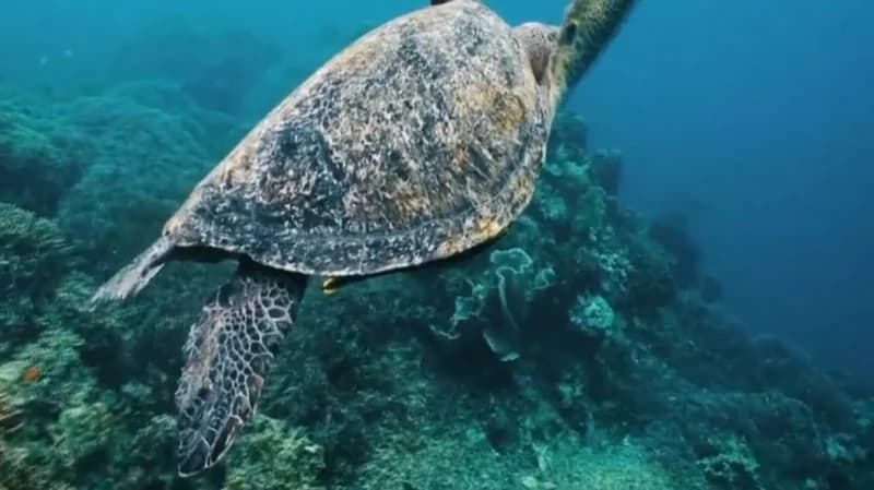 الحياة الفطرية: بحار المملكة تمتلك أفضل الشعاب المرجانية