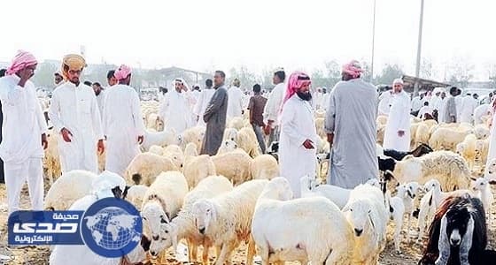 انتعاش أسواق المواشي بتهامة عسير