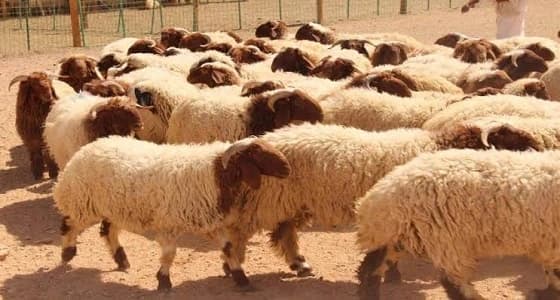 الكشف عن شروط توزيع الأضحية 